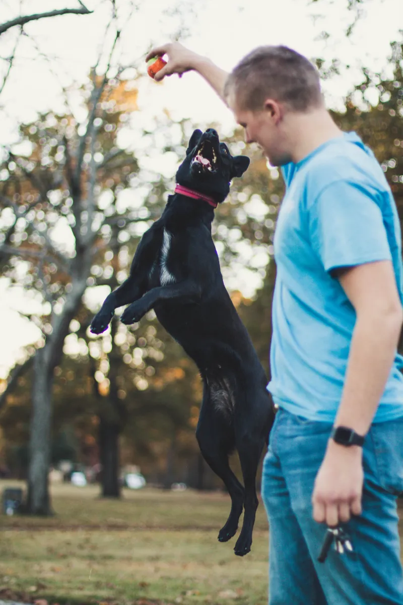 A black dog leaping high to catch a ball from a trainer's raised hand