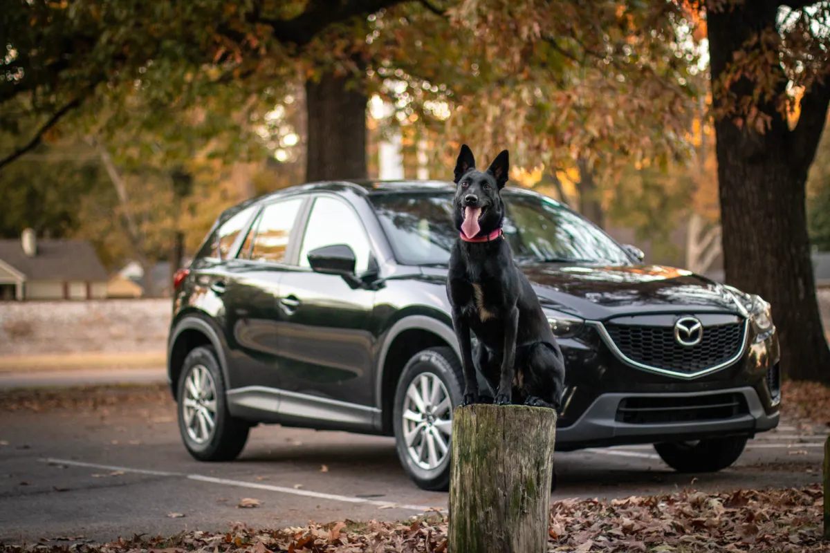 A black shepherd sitting to attention beside a parked car among autumn leaves