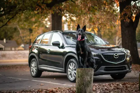 A black shepherd sitting to attention beside a parked car among autumn leaves