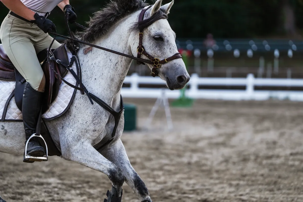 Close view of a grey horse's head and tack as it canters through the arena