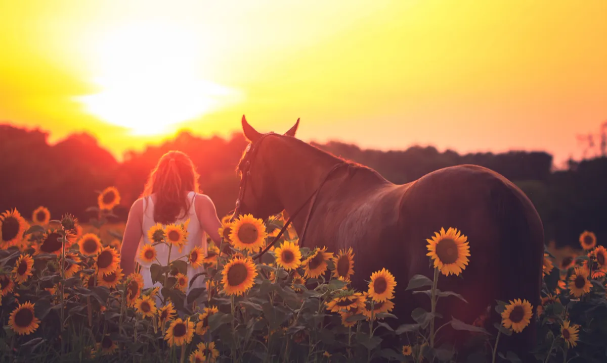 Dusk light over a field of flowers, colours softened by a long exposure