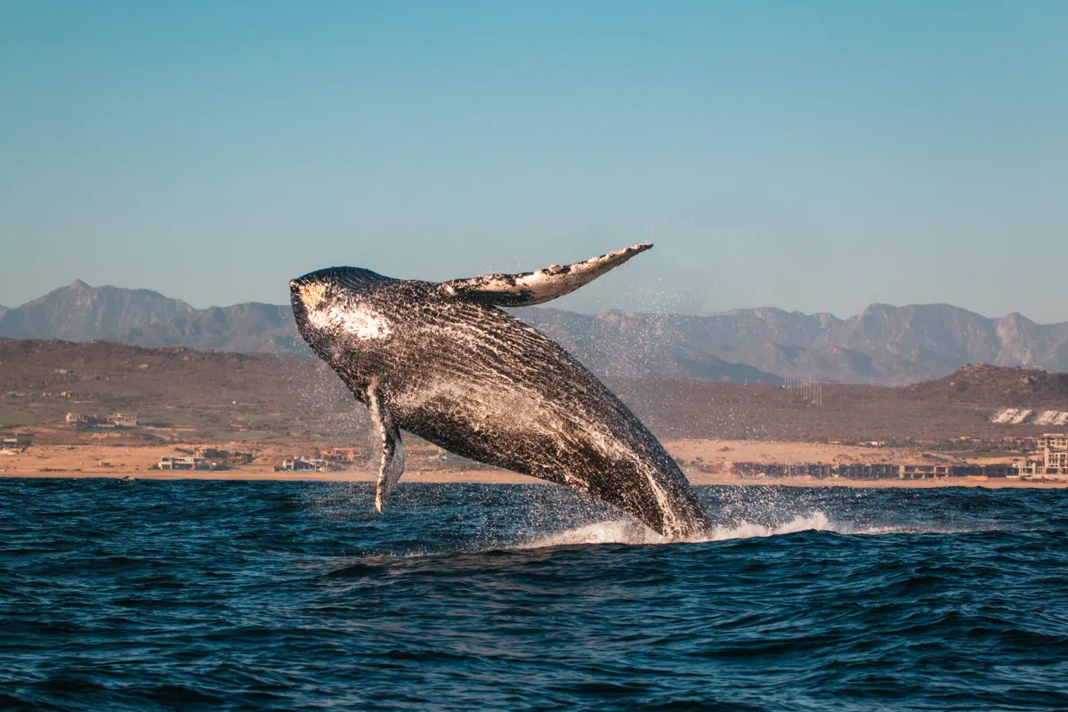 A humpback whale breaching clear of the water with desert mountains behind