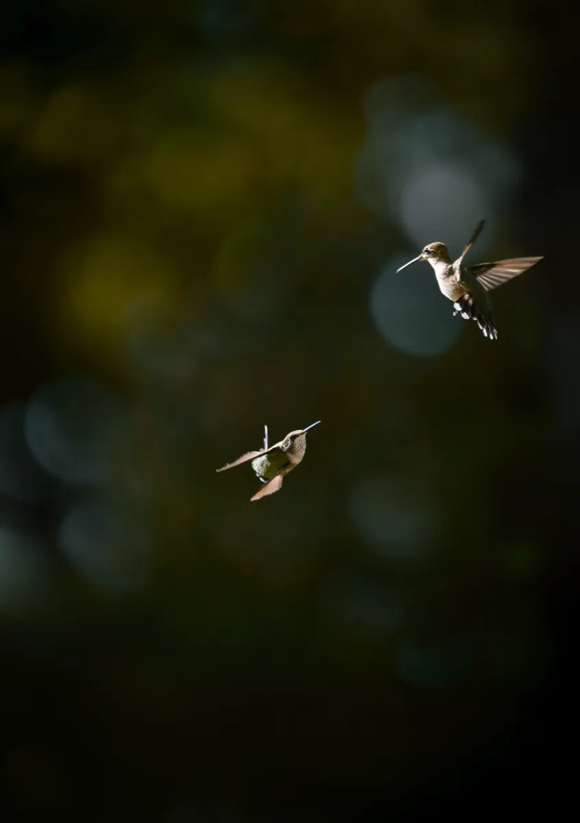 Two hummingbirds hovering face to face against a dark green background