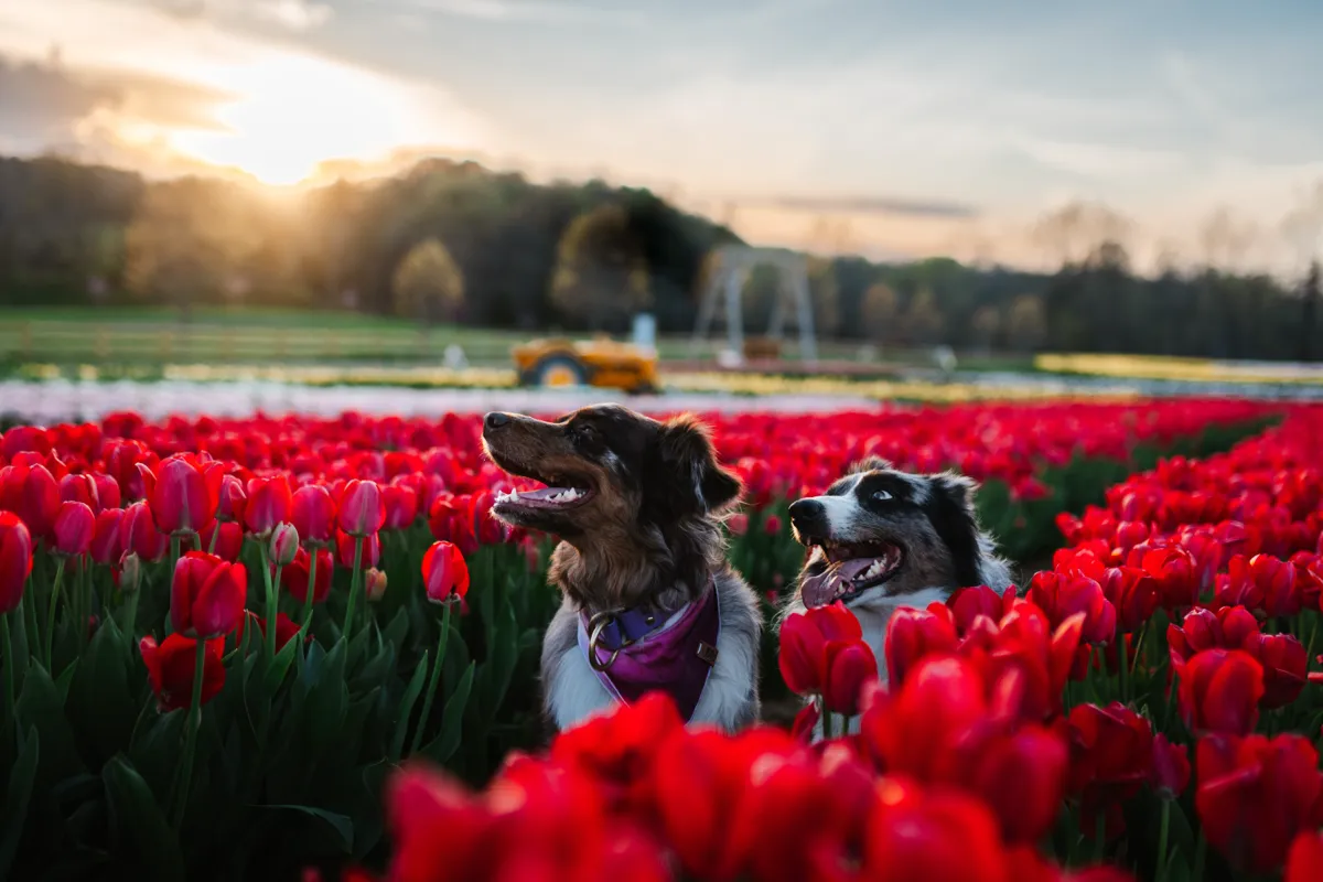 Two dogs sitting together in a field of red tulips at sunrise, one wearing a bandana