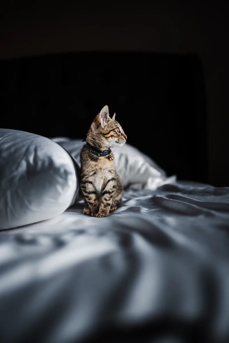 A tabby kitten sitting upright on a bed of soft grey linens in low window light