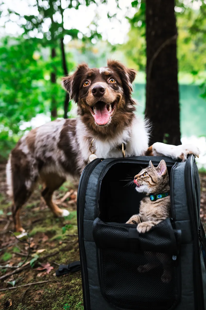 An Australian shepherd standing guard beside a kitten peering out of a pet carrier in the woods
