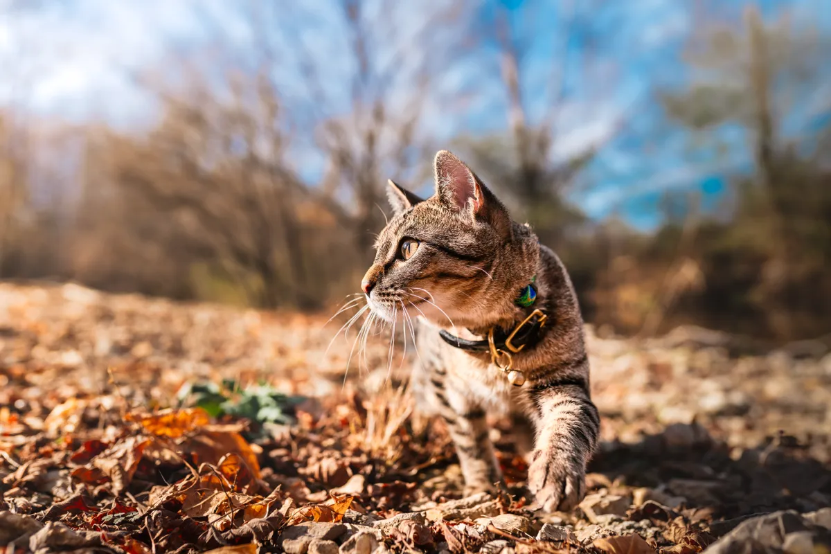 A tabby cat mid-step through fallen autumn leaves on a bright afternoon