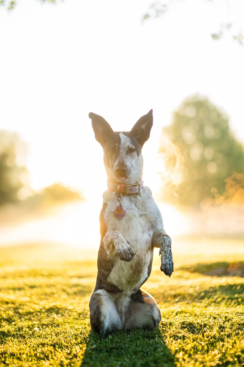 A speckled dog sitting up on its hind legs in backlit grass at golden hour