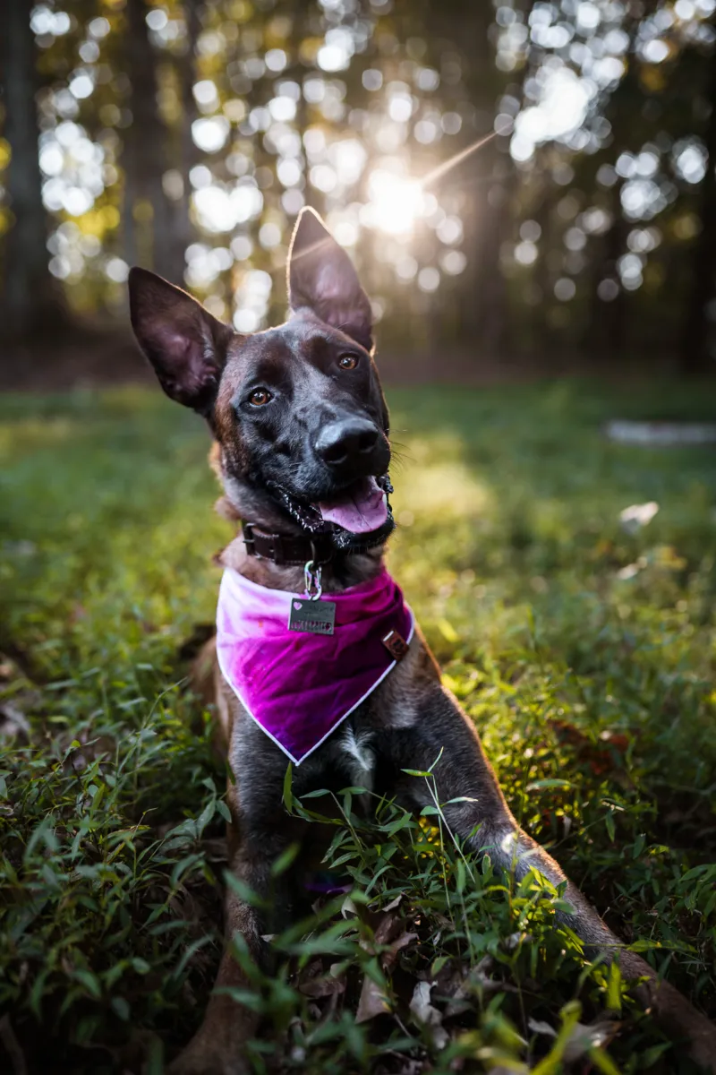 A dark brindle dog in a magenta bandana sitting in a sunlit clearing