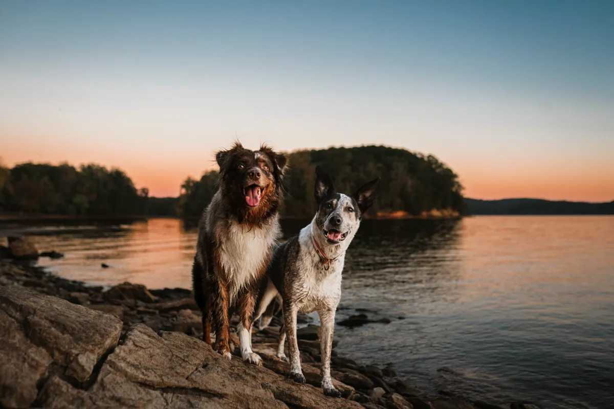 Two dogs standing on a rocky shoreline against a pink and orange sunset over the water