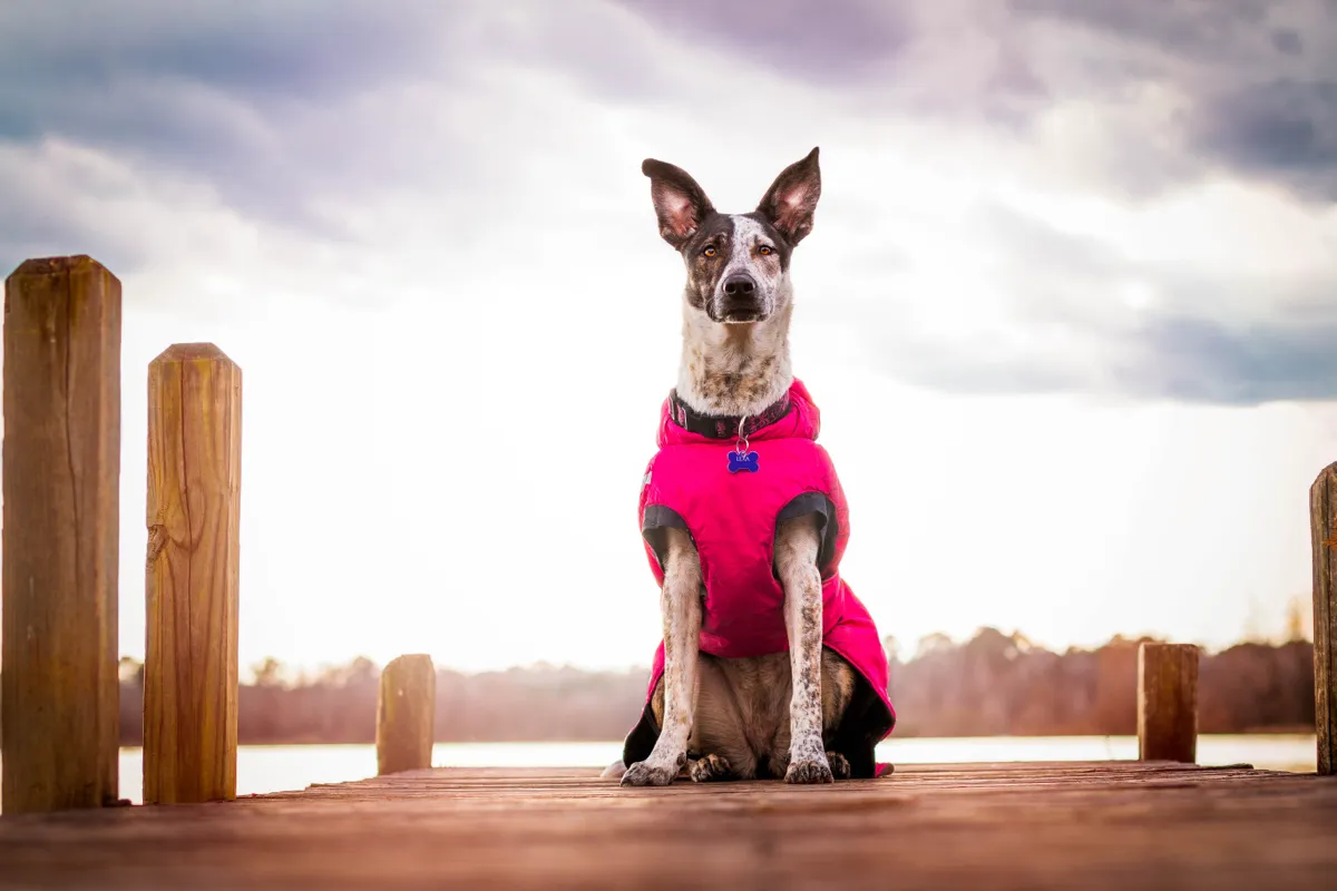 A speckled dog in a bright pink coat sitting squarely on a lakeside dock under a wide sky