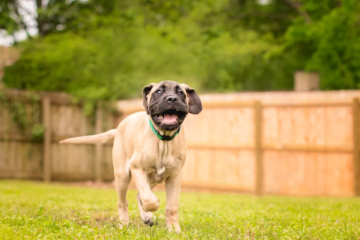 A mastiff puppy running toward the camera across a green backyard, ears flying
