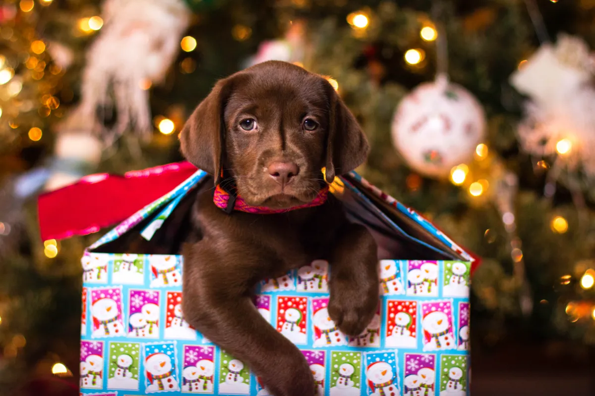 A chocolate Labrador puppy sitting inside a gift box in front of a lit Christmas tree