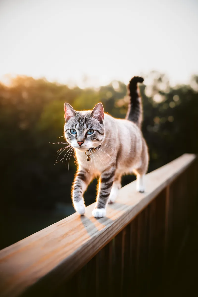 A blue-eyed tabby cat walking toward the camera along a wooden deck railing, backlit by a golden sunset