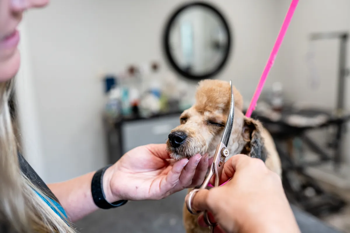 A groomer's hands trimming with scissors while a small dog stands calm, eyes closed
