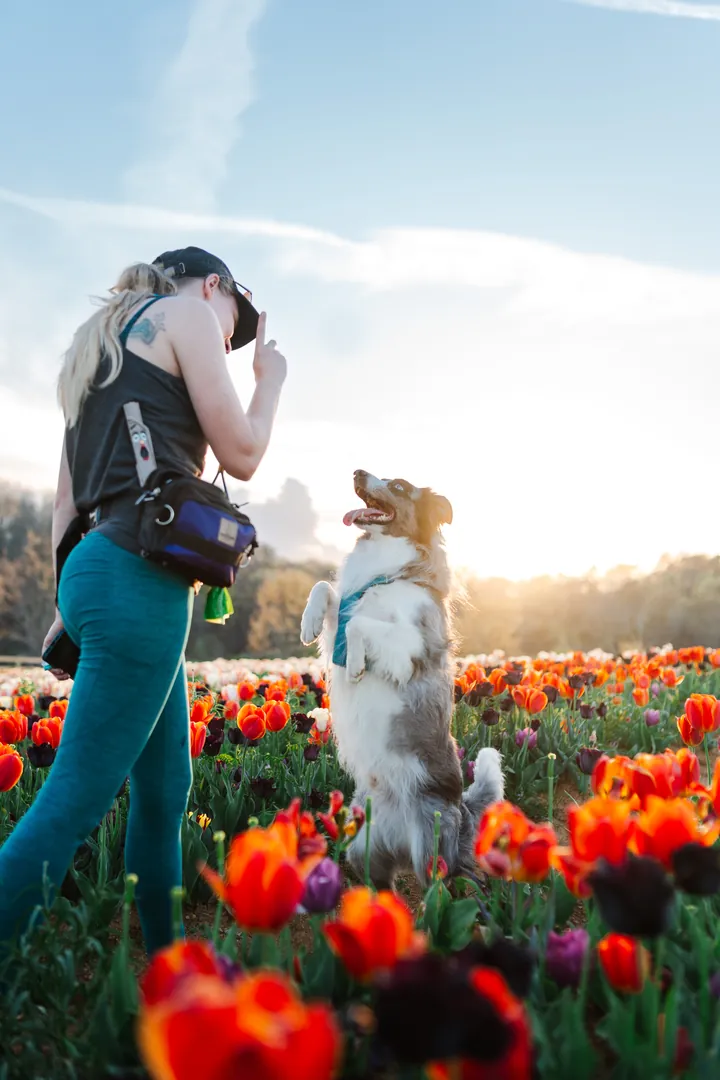 Sara Carson, celebrity dog trainer, raising one finger as a cue while a merle dog sits up on its hind legs among orange and red tulips